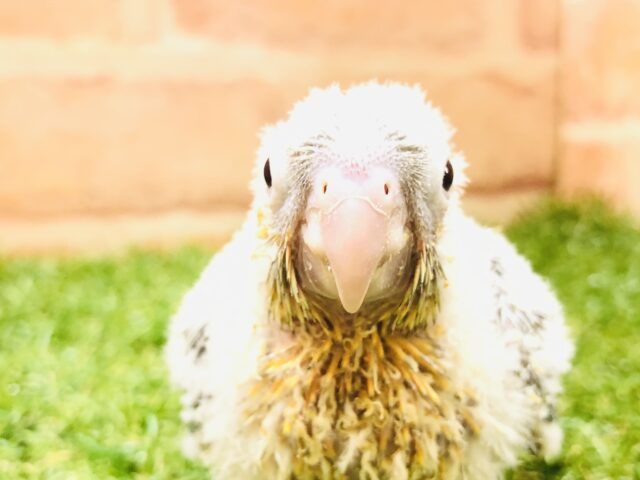 ホオミドリウロコインコ