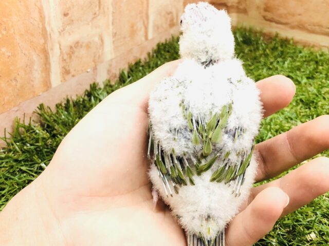 ホオミドリウロコインコ