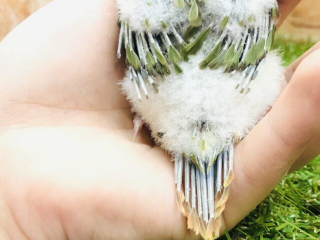 ホオミドリウロコインコ