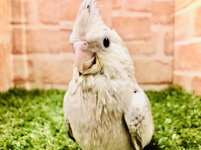 オカメインコ