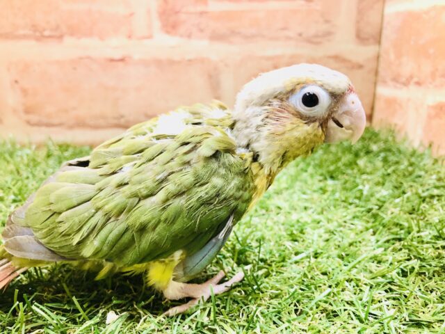 ホオミドリウロコインコ