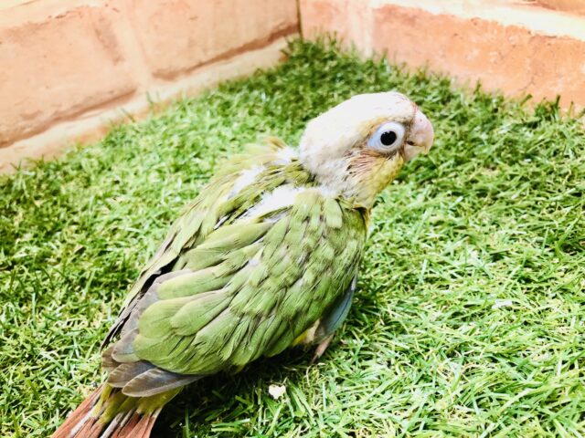 ホオミドリウロコインコ