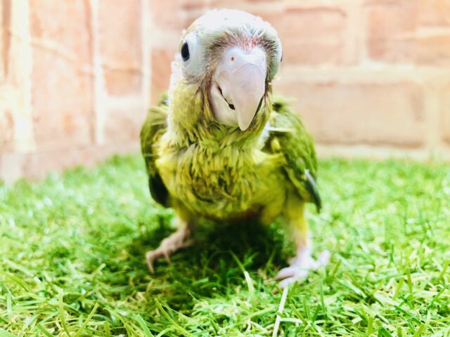 ホオミドリウロコインコ