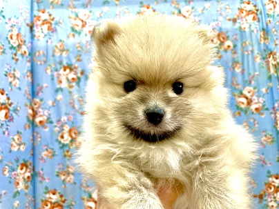 ポメラニアン