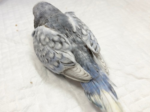 ジャンボセキセイインコ