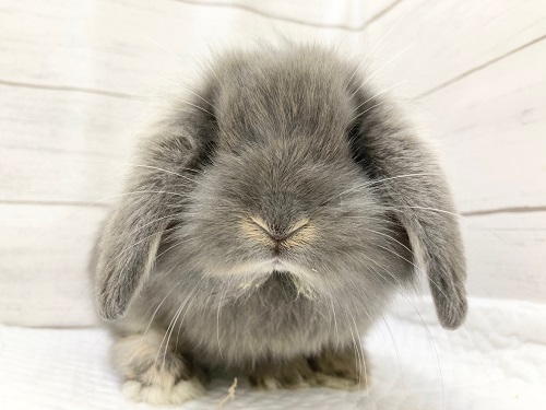 ロップイヤーラビット