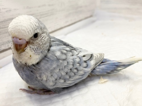 ジャンボセキセイインコ