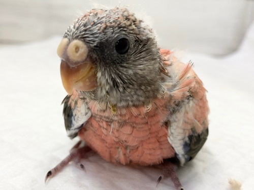 アキクサインコ（秋草インコ）