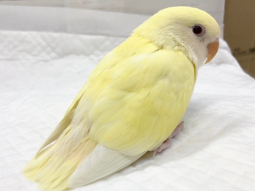 コザクラインコ（小桜インコ）