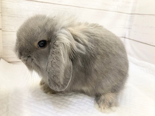 ロップイヤーラビット