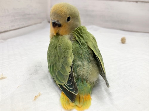 コザクラインコ（小桜インコ）