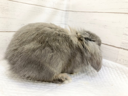 ロップイヤーラビット