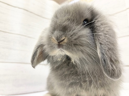 ロップイヤーラビット