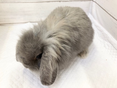 ロップイヤーラビット