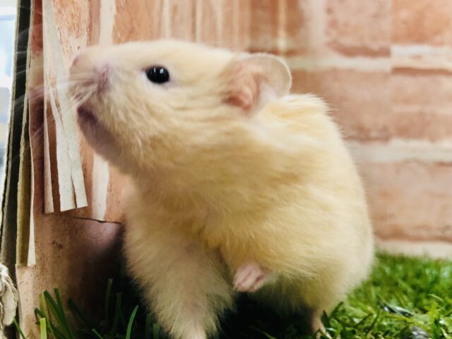 ゴールデンハムスター