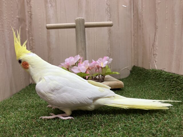オカメインコ