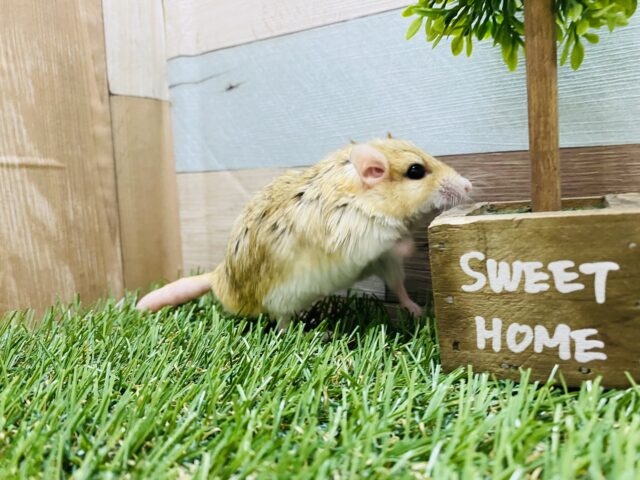 マカロニマウス（ファットテールジャービル、オブトアレチネズミ）