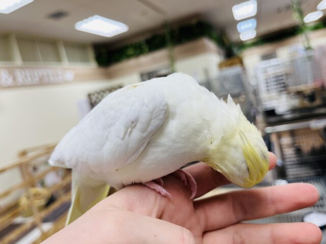 オカメインコ