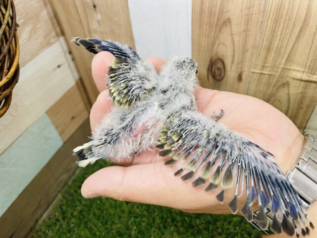 わたわた可愛いレアカラー!アキクサインコのノーマル! アキクサインコ(秋草インコ)