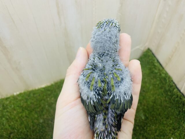 サザナミインコ