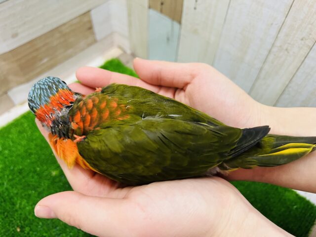 ゴシキセイガイインコ