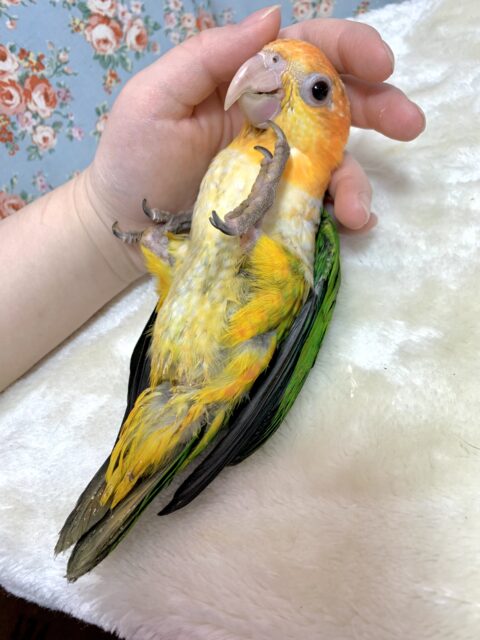 シロハラインコ