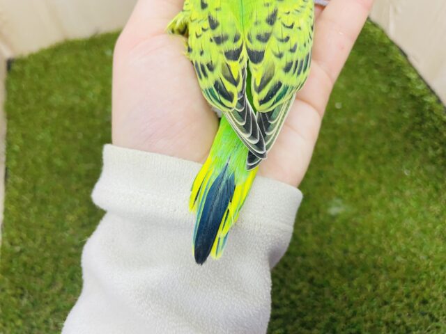 セキセイインコ