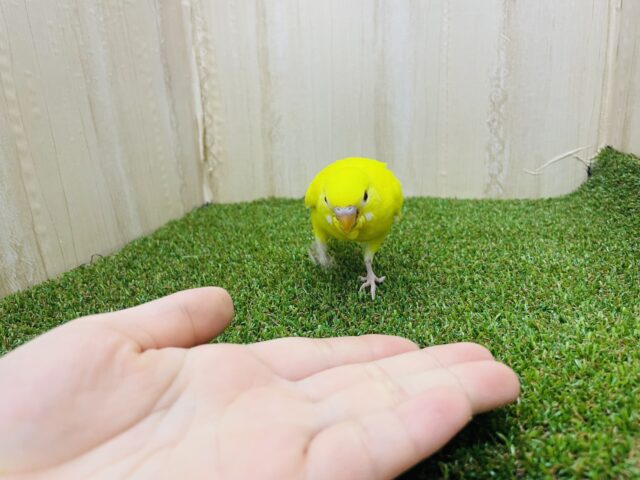セキセイインコ