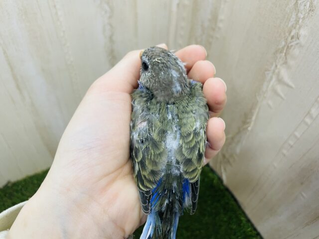 アキクサインコ（秋草インコ）