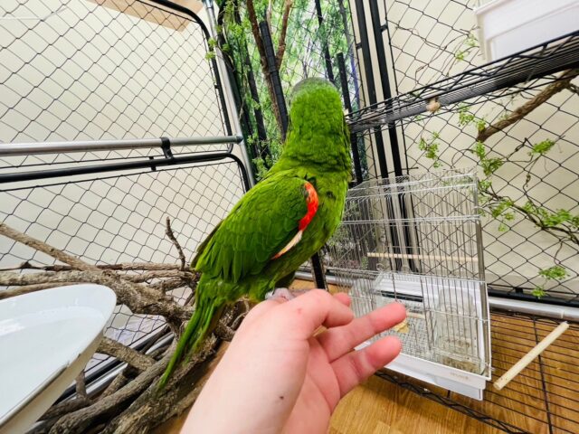 コミドリコンゴウインコ
