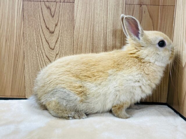 ネザーランドドワーフ