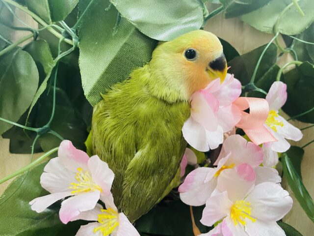 コザクラインコ（小桜インコ）