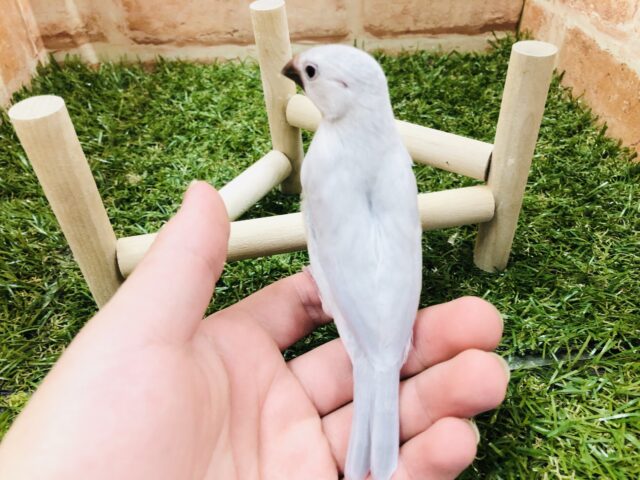 シルバー文鳥