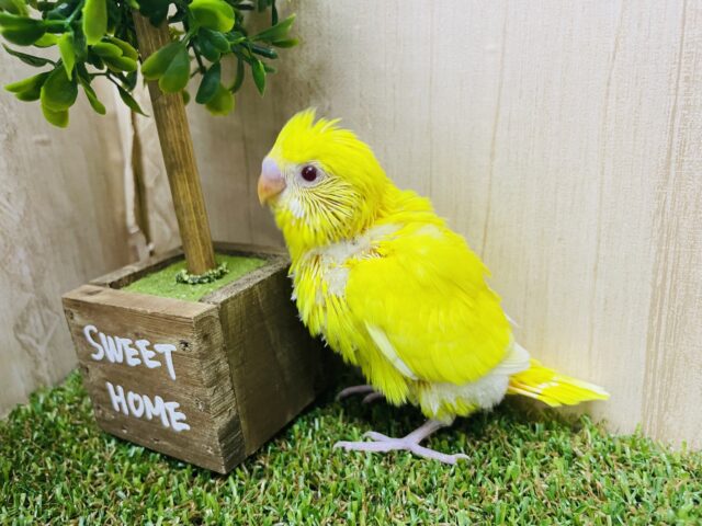 セキセイインコ