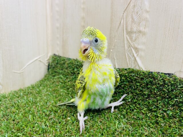 セキセイインコ