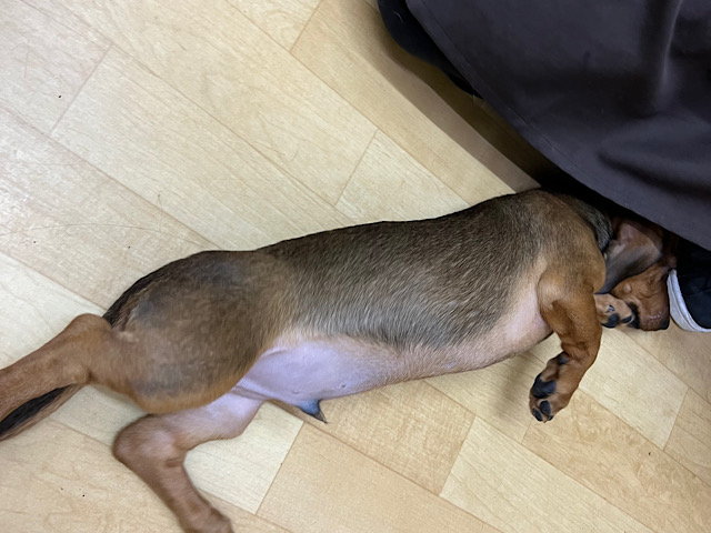 スタンダードダックス