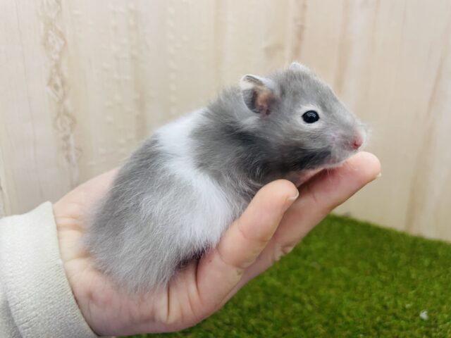 ゴールデンハムスター