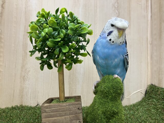 羽衣セキセイインコ