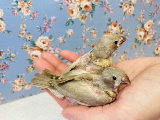 錦花鳥（キンカチョウ）