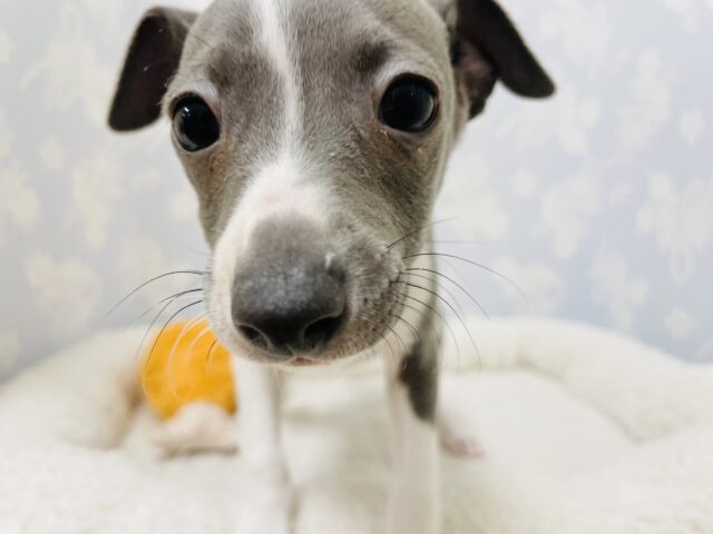 イタリアングレーハウンド