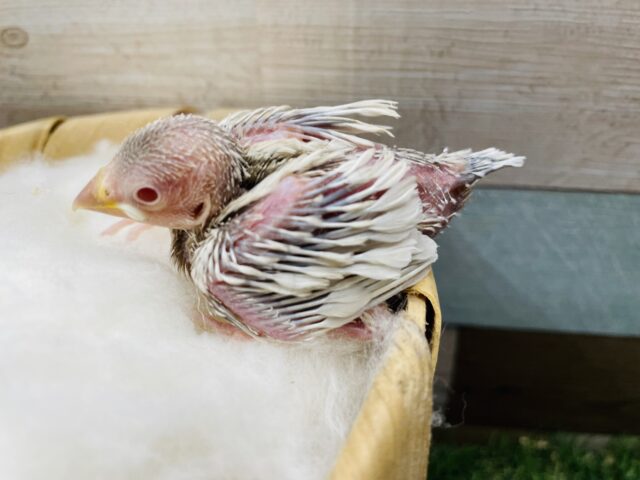 シルバーイノ文鳥