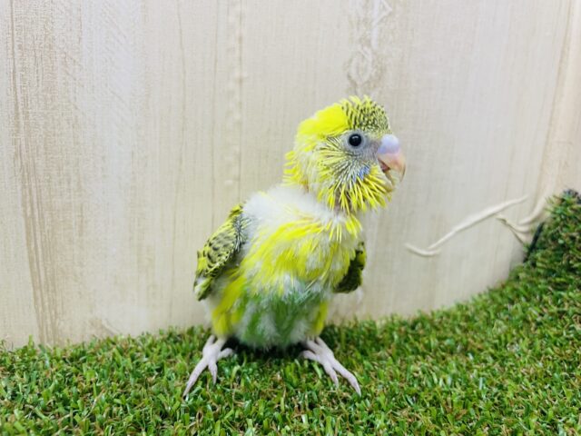 セキセイインコ