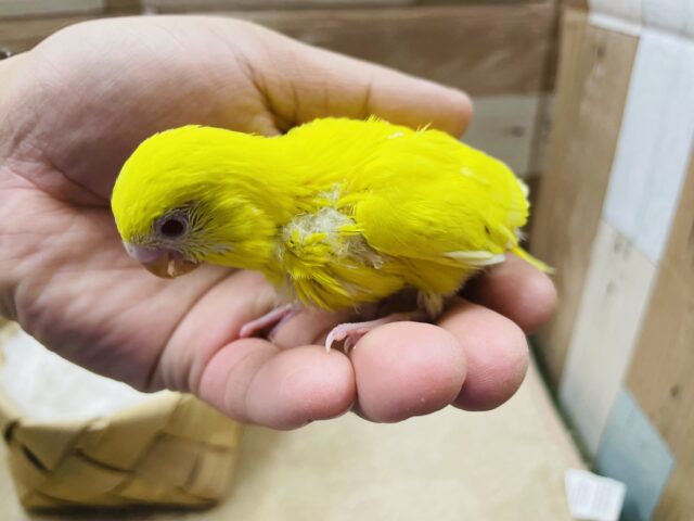 セキセイインコ