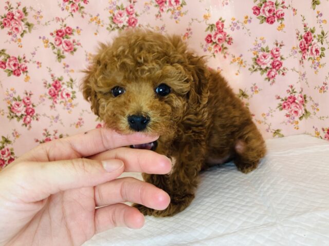 トイプードル
