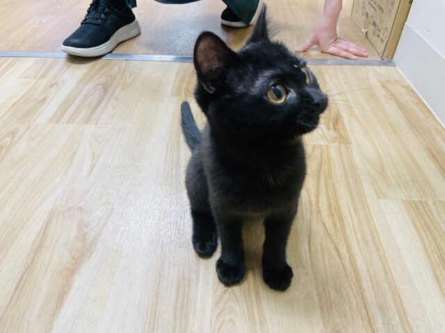 スコティッシュフォールド