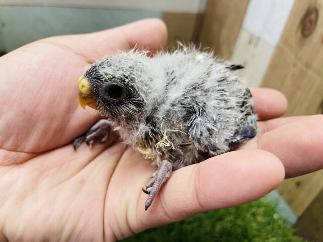 アキクサインコ（秋草インコ）