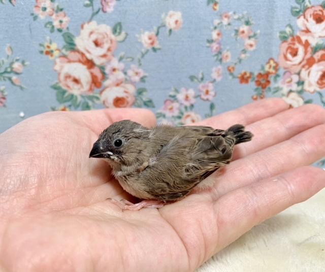 錦花鳥（キンカチョウ）