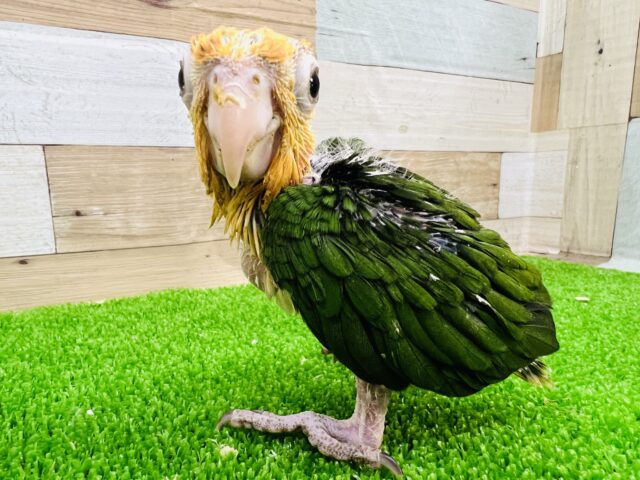 シロハラインコ