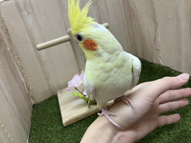 オカメインコ