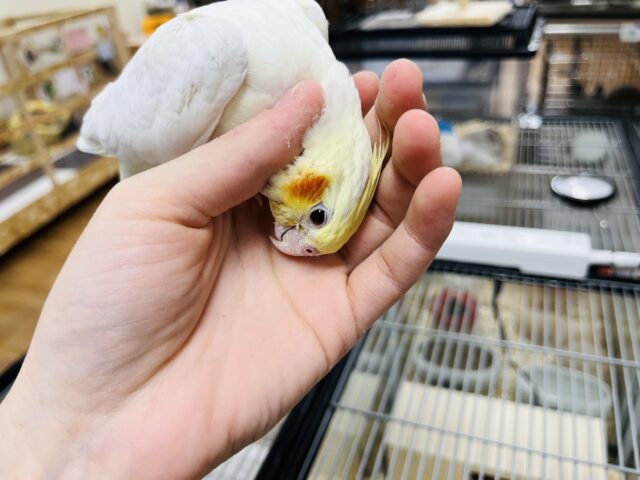 オカメインコ